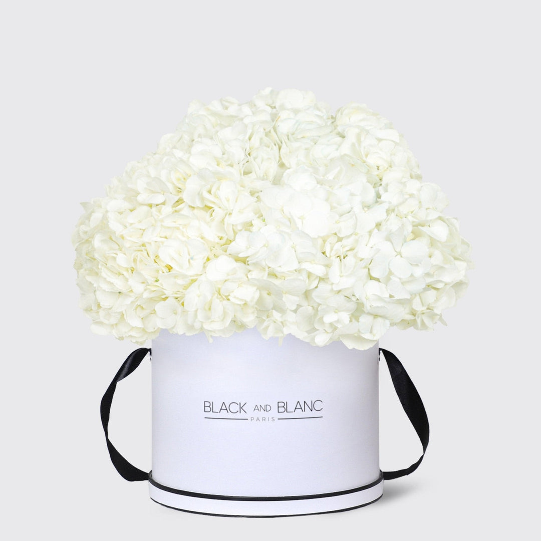 White Hydrangea in Box - BLACK AND BLANC
