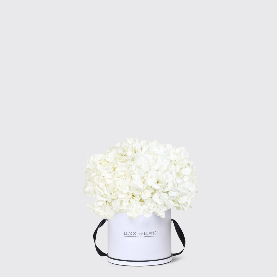 White Hydrangea in Box - BLACK AND BLANC