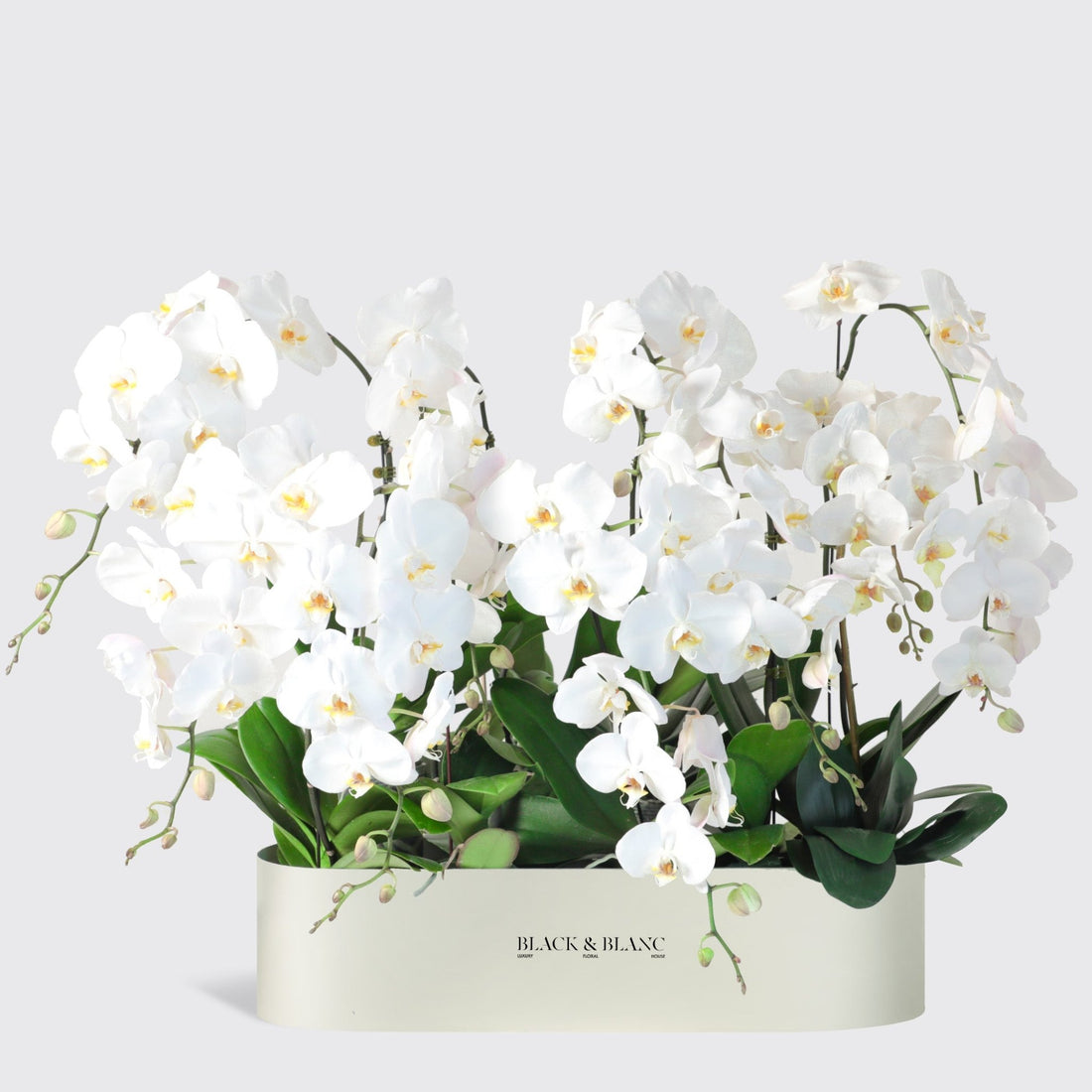 White Orchidées in 1 Meter - BLACK AND BLANC