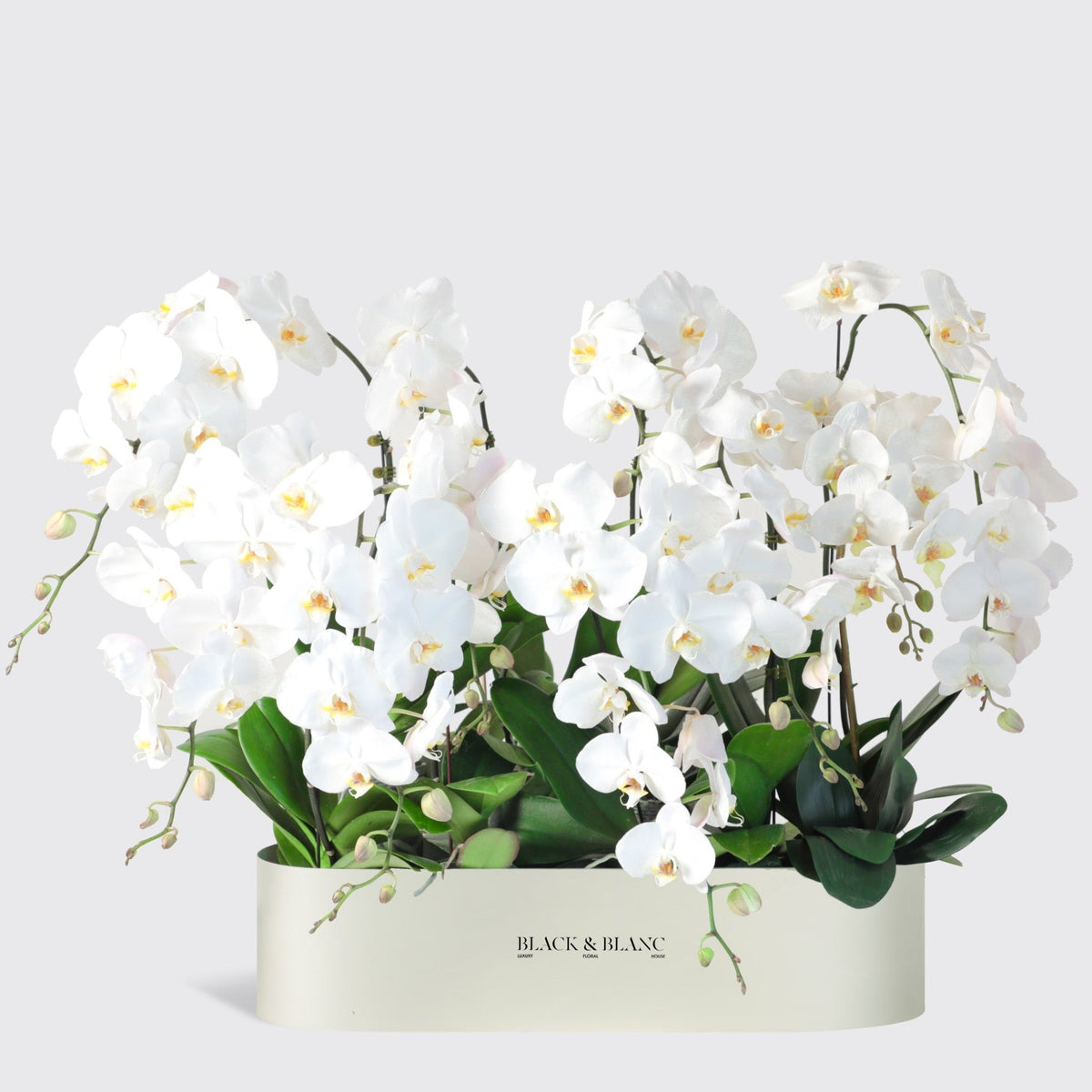 White Orchidées in 1 Meter - BLACK AND BLANC