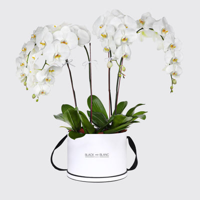 White Orchidées in Box - Fresh Flowers - Box