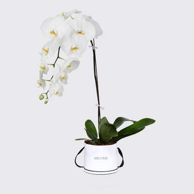 White Orchidées in Box - Fresh Flowers - Box