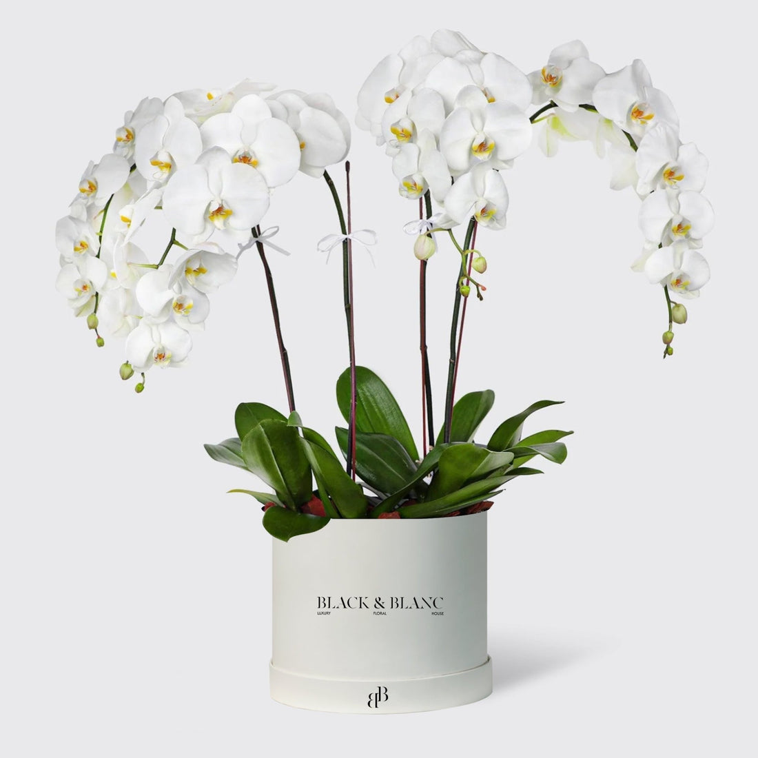 White Orchidées in Extra-Large Box - BLACK AND BLANC