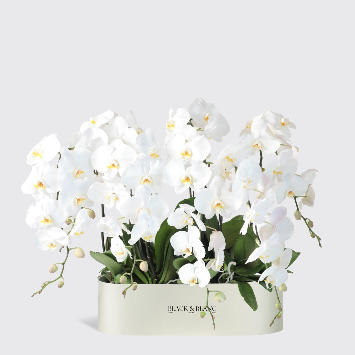 White Orchidées in Half Meter - BLACK AND BLANC