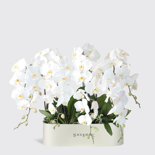 White Orchidées in Half Meter - BLACK AND BLANC