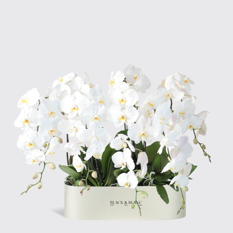 White Orchidées in Half Meter - BLACK AND BLANC