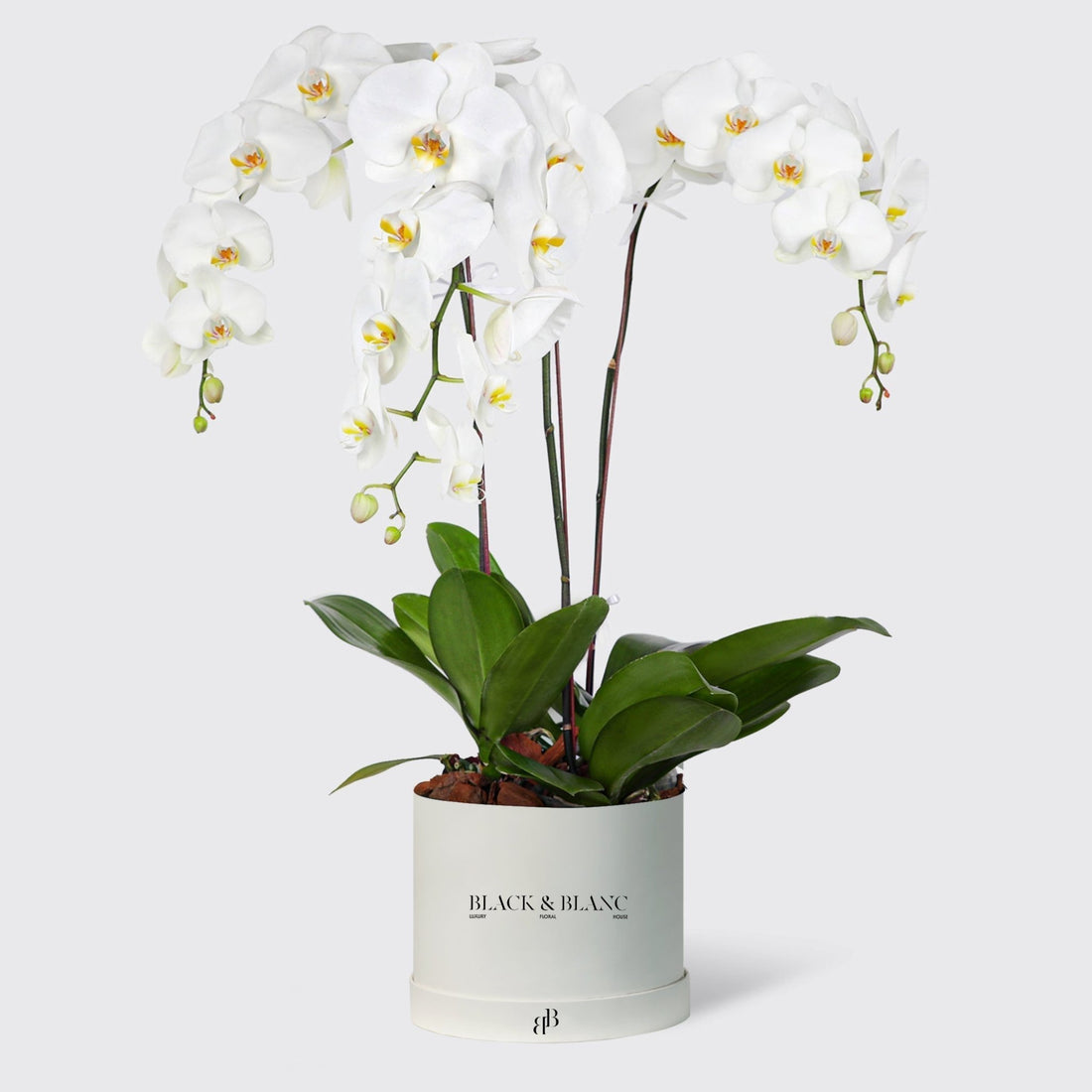 White Orchidées in Large Box - BLACK AND BLANC