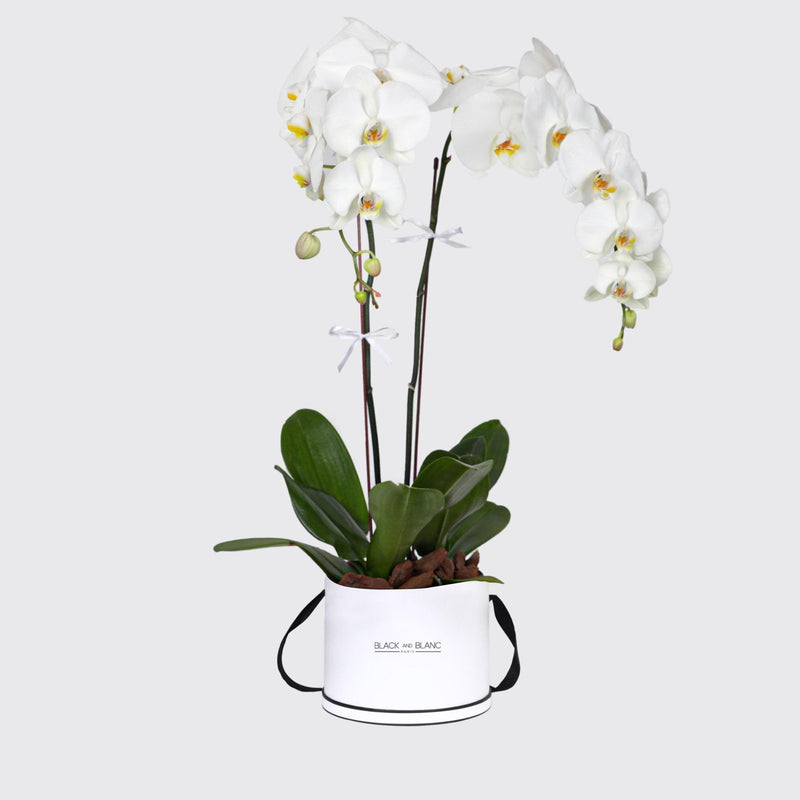 White Orchidées in Le Grand Box - BLACK AND BLANC