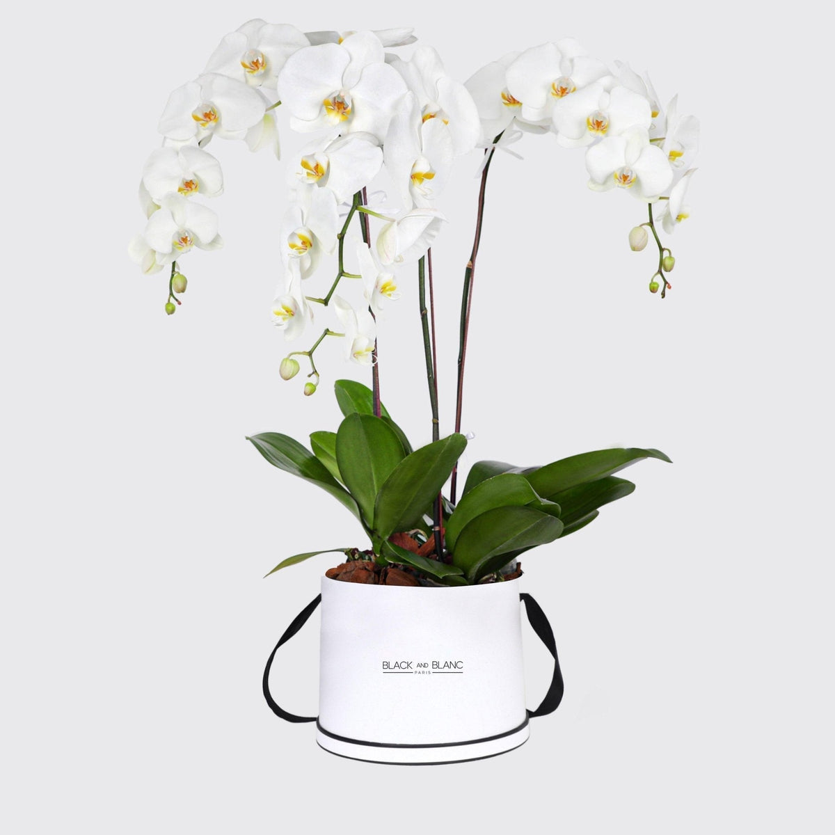 White Orchidées in Le Maxi Box - BLACK AND BLANC