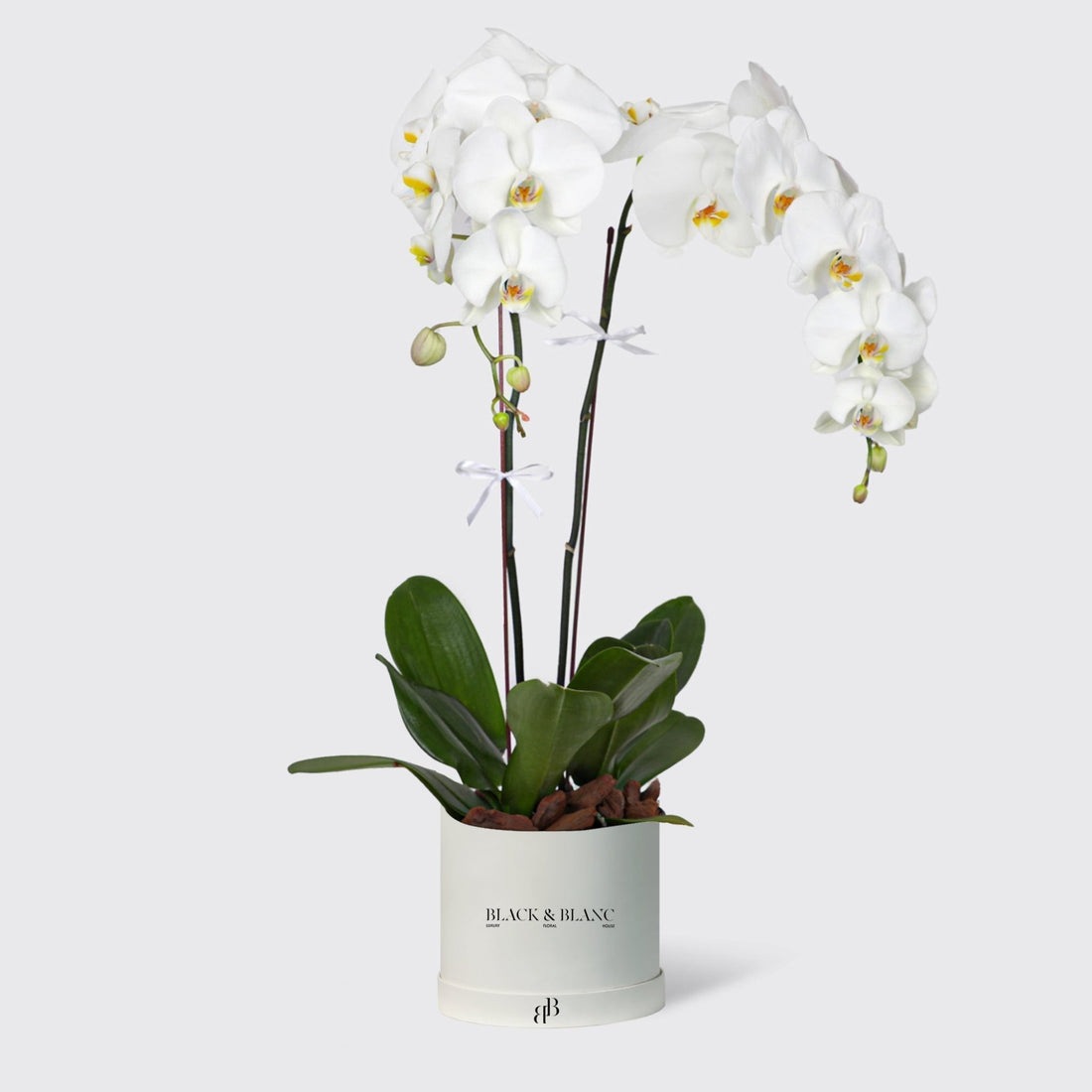 White Orchidées in Medium Box - BLACK AND BLANC