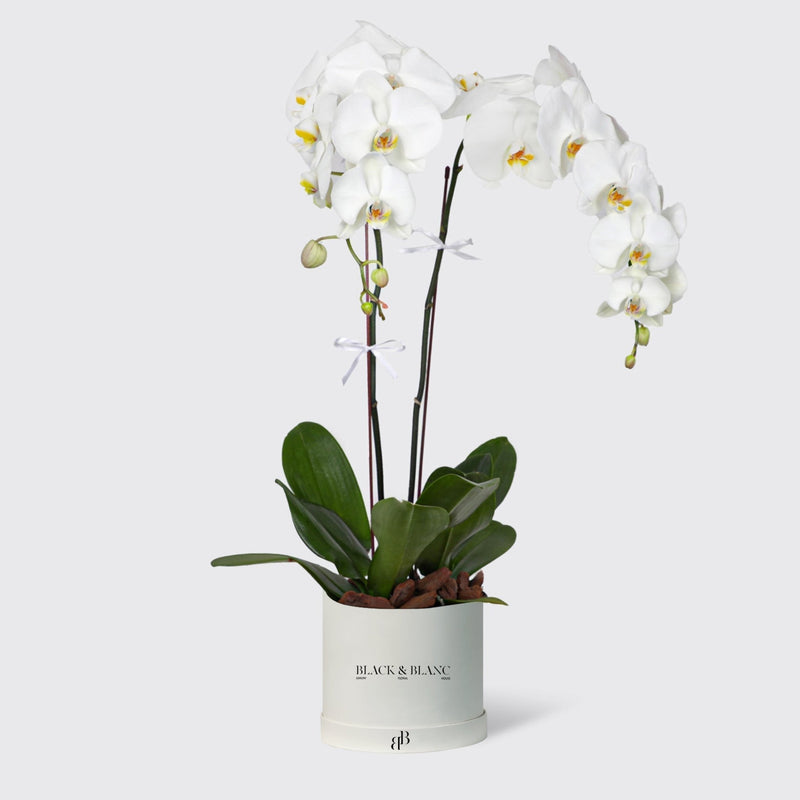 White Orchidées in Medium Box - BLACK AND BLANC