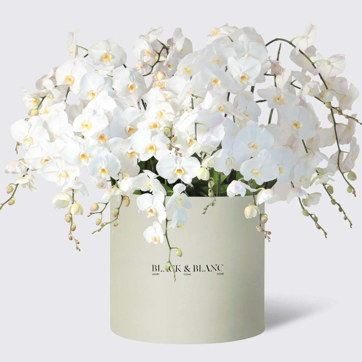 White Orchidées in Opus - BLACK AND BLANC