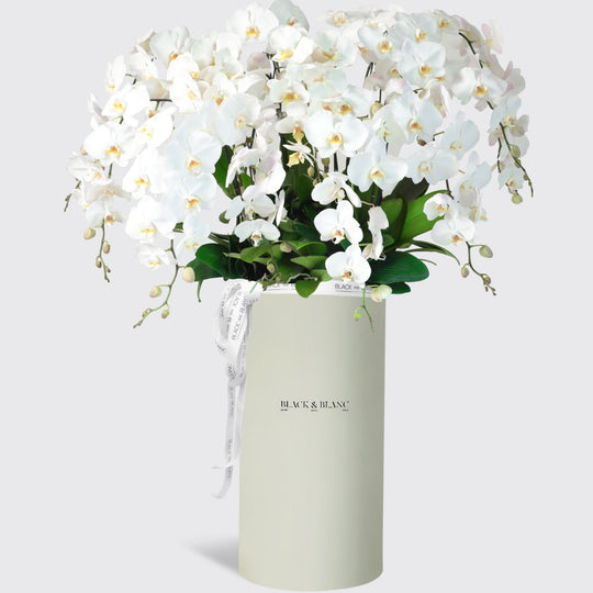 White Orchidées in Pinnacle - BLACK AND BLANC