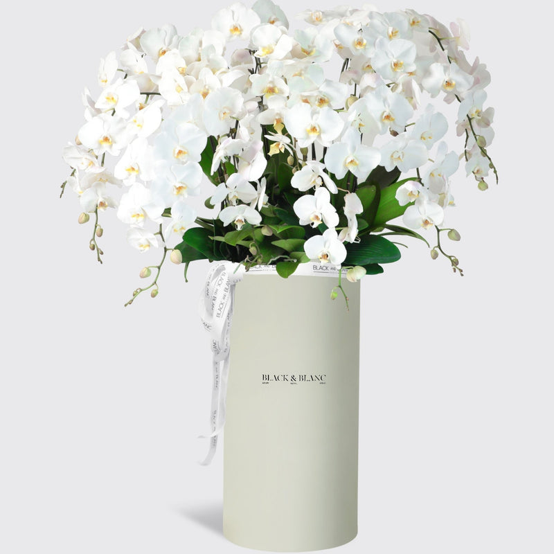White Orchidées in Pinnacle - BLACK AND BLANC