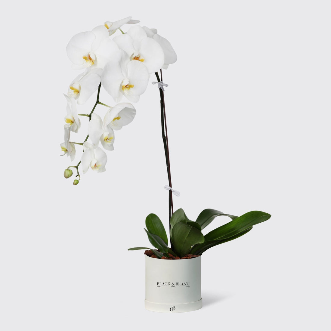White Orchidées in Small Box - BLACK AND BLANC