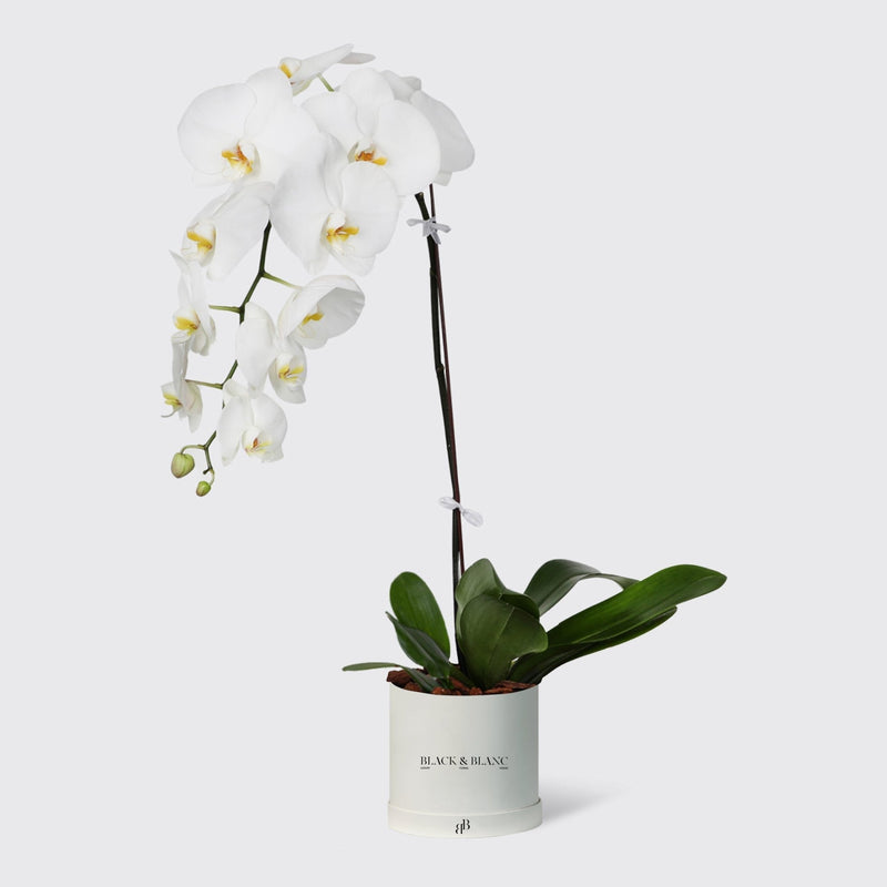 White Orchidées in Small Box - BLACK AND BLANC