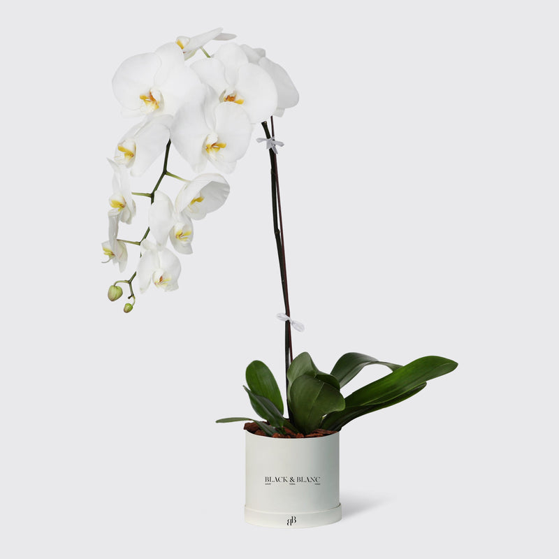 Белые орхидеи в коробке Le Medium