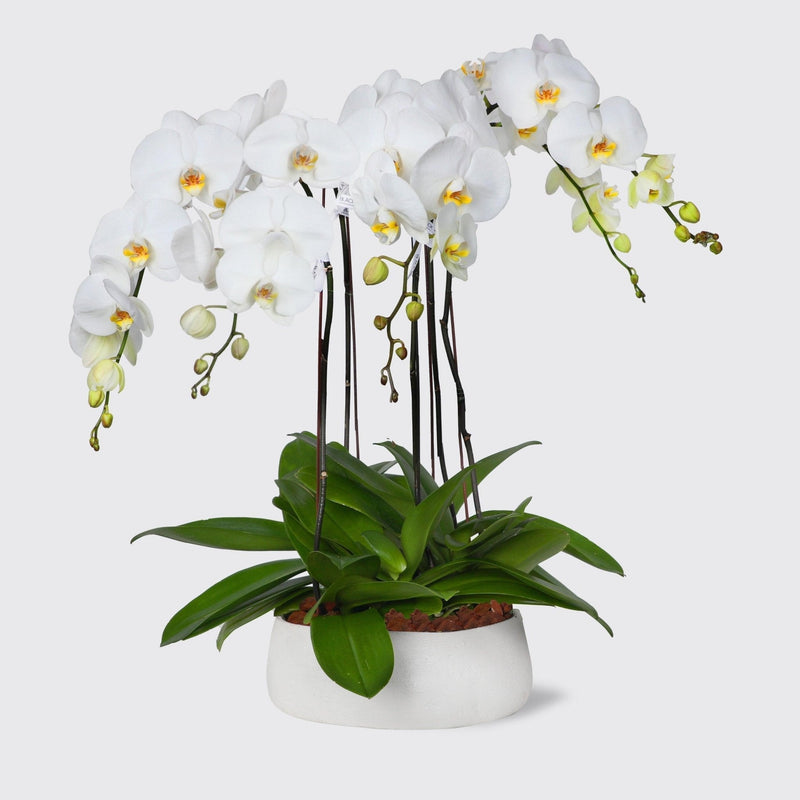 White Orchidées in Vase - BLACK AND BLANC