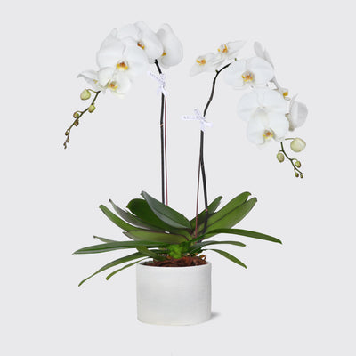 White Orchidées in Vase - Fresh Flowers - Le Grand - Vase