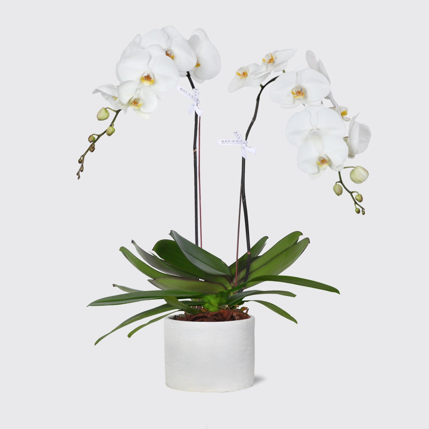 White Orchidées in Vase - BLACK AND BLANC