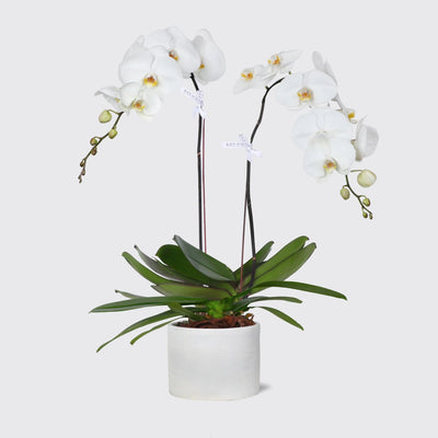 White Orchidées in Vase - BLACK AND BLANC