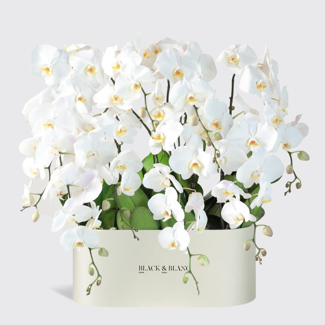 White Orchidées in Zenith - BLACK AND BLANC
