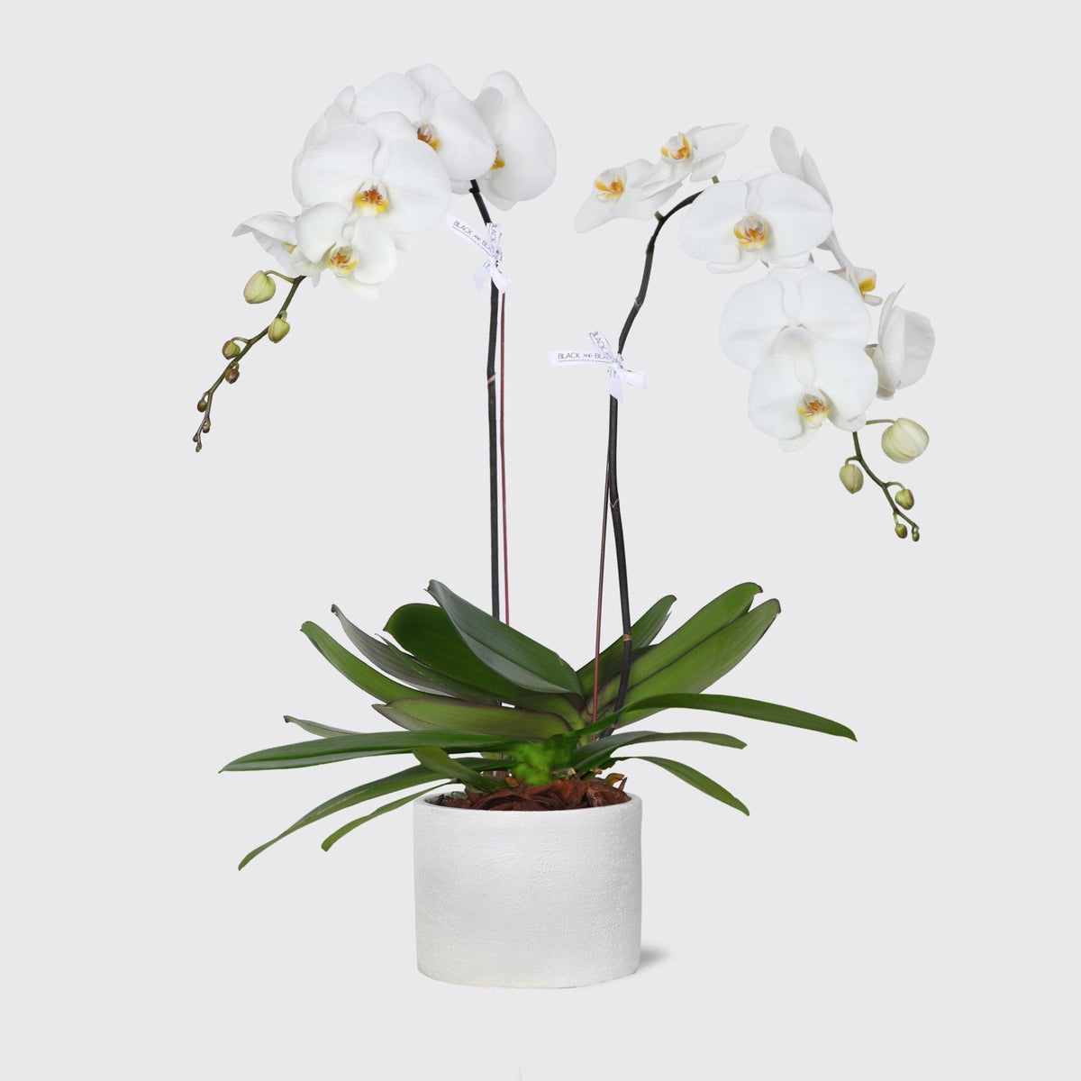 White Orchids in Vase - BLACK AND BLANC