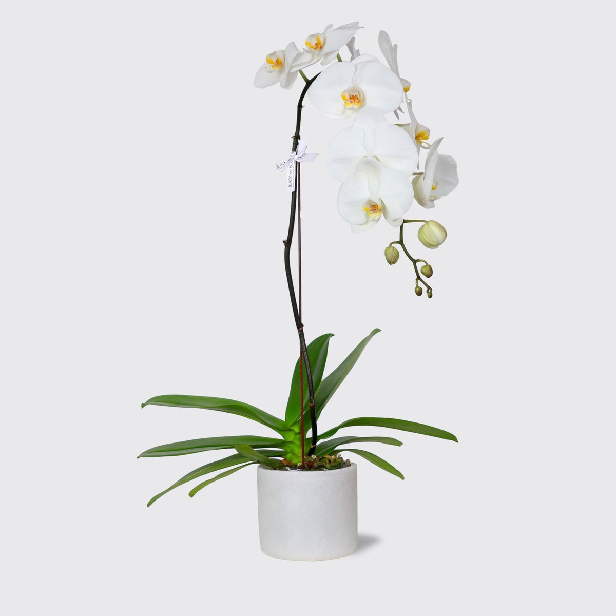 White Orchids in Vase - BLACK AND BLANC