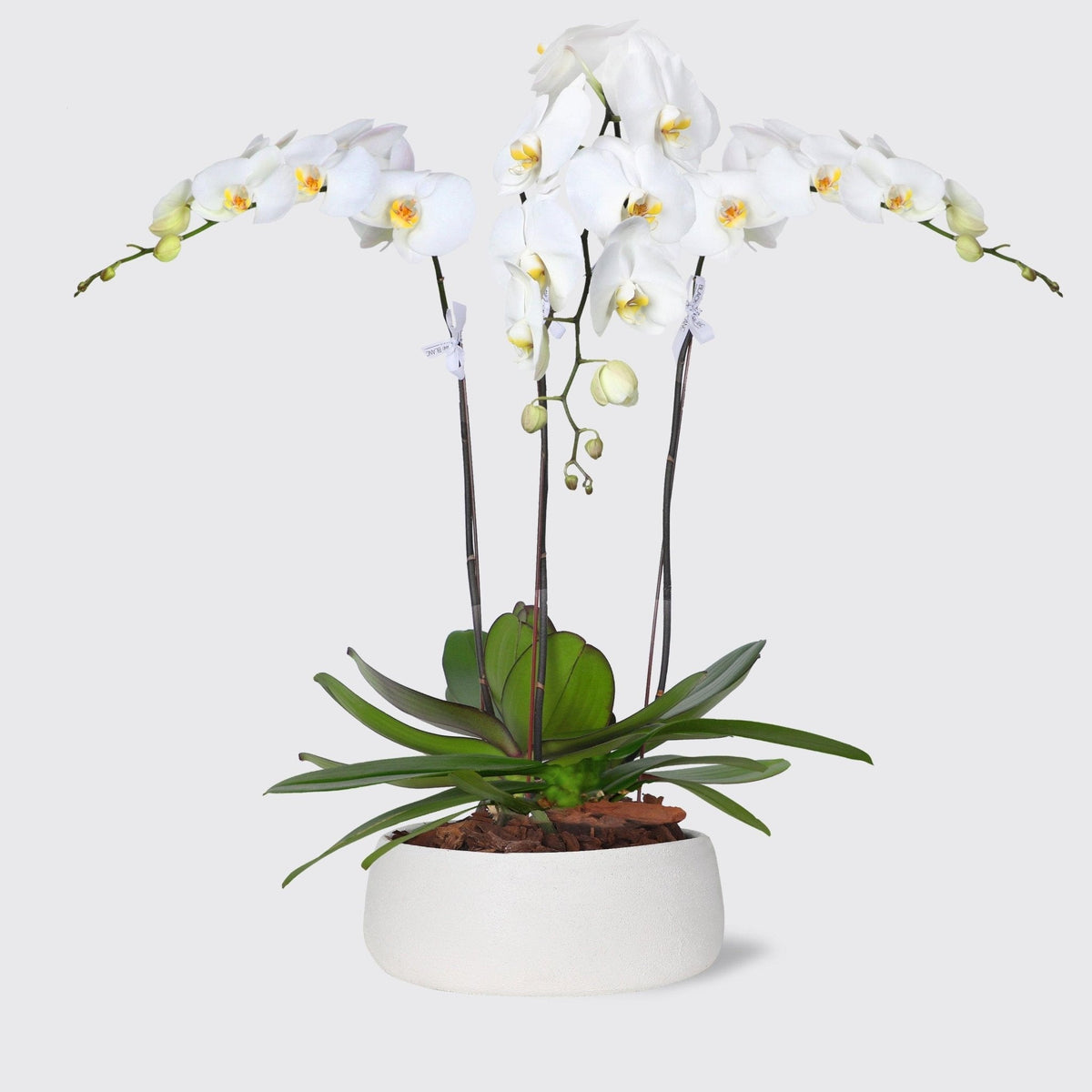 White Orchids in Vase - BLACK AND BLANC