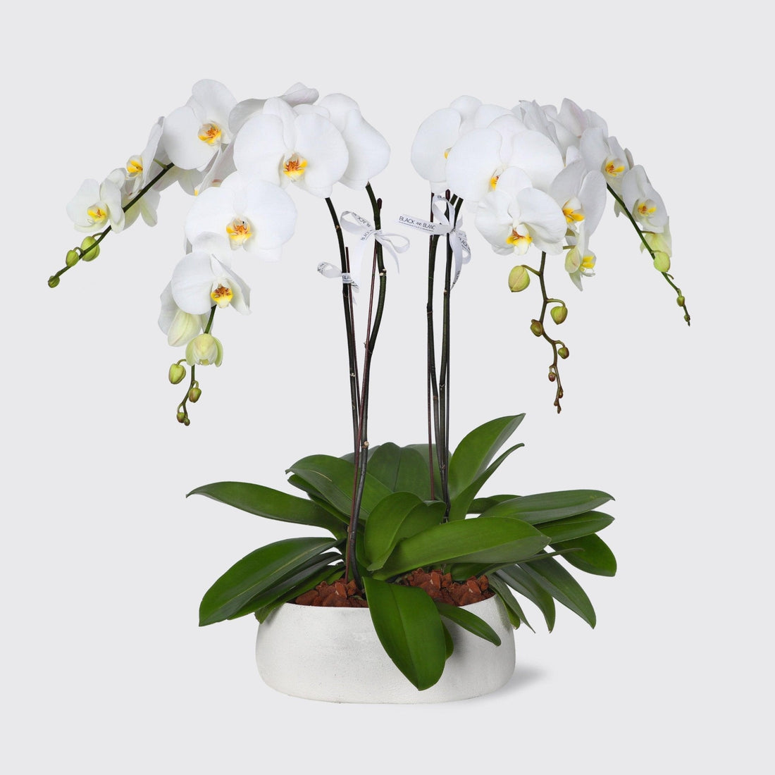 White Orchids in Vase - BLACK AND BLANC