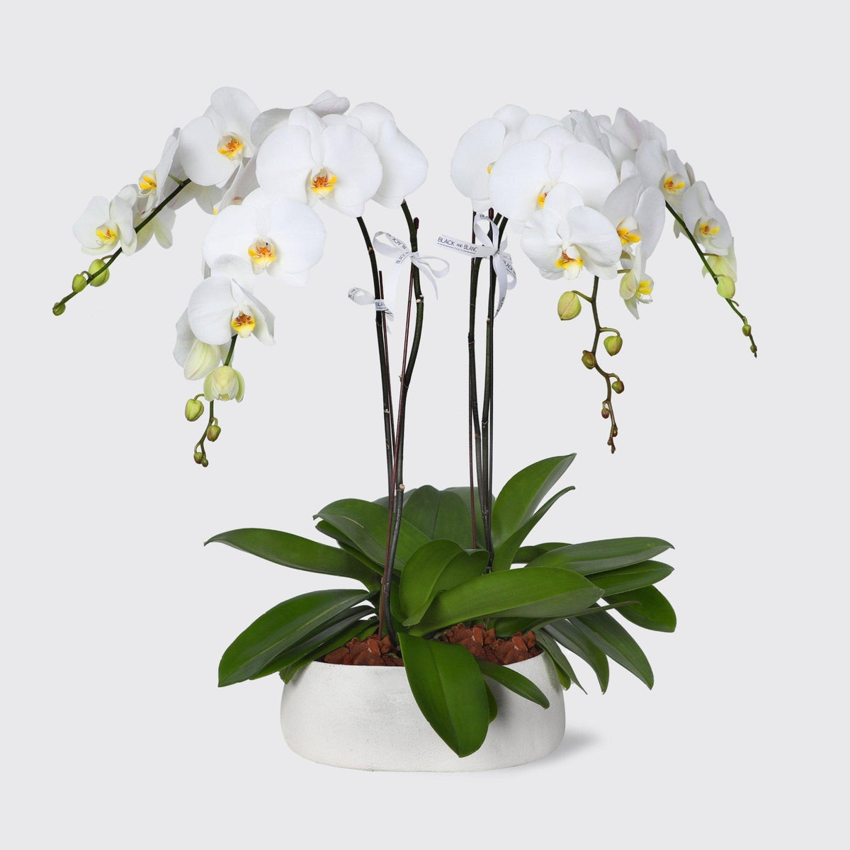 White Orchids in Vase - BLACK AND BLANC