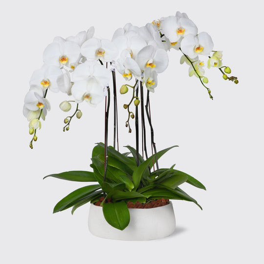 White Orchids in Vase - BLACK AND BLANC