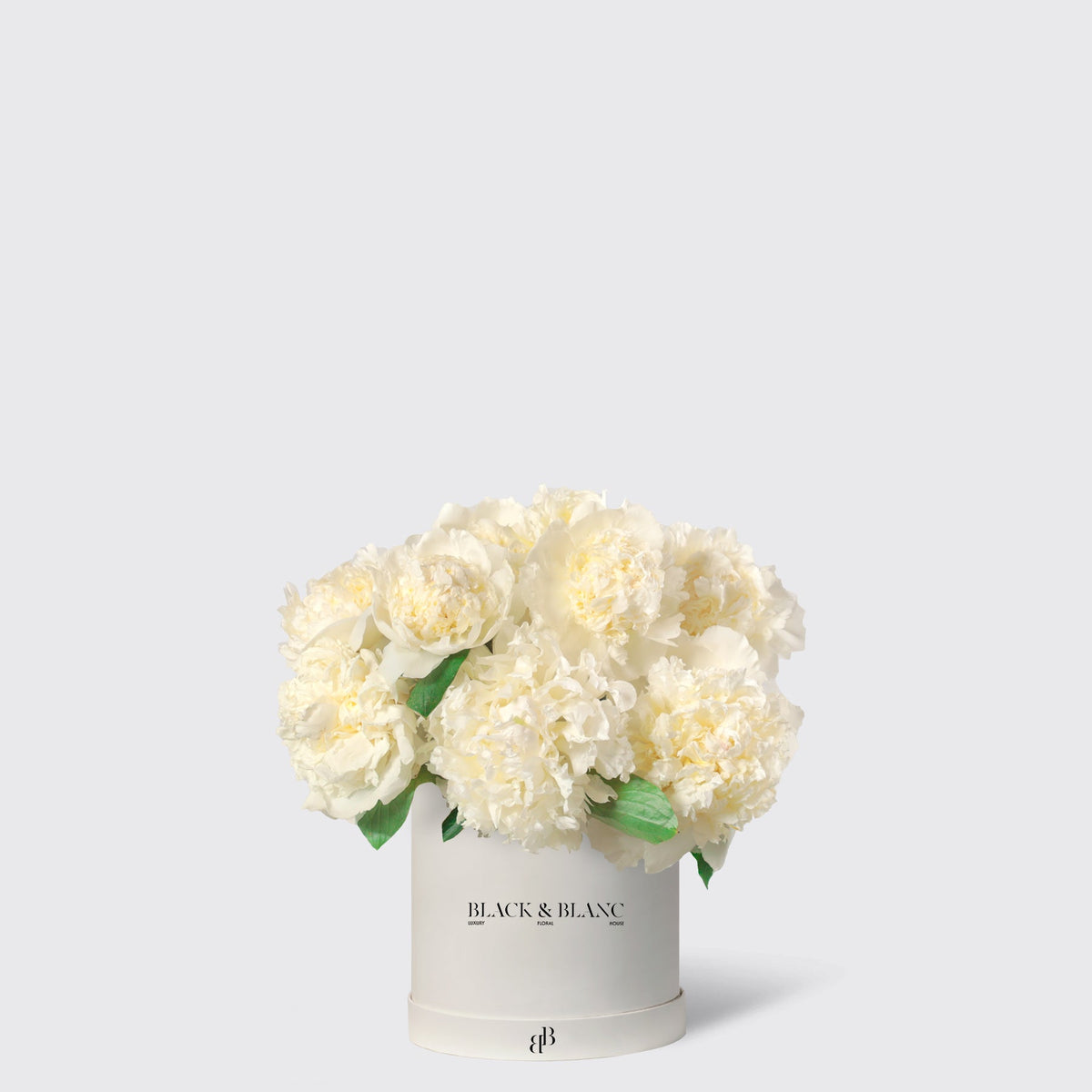 White peony in Box - BLACK AND BLANC