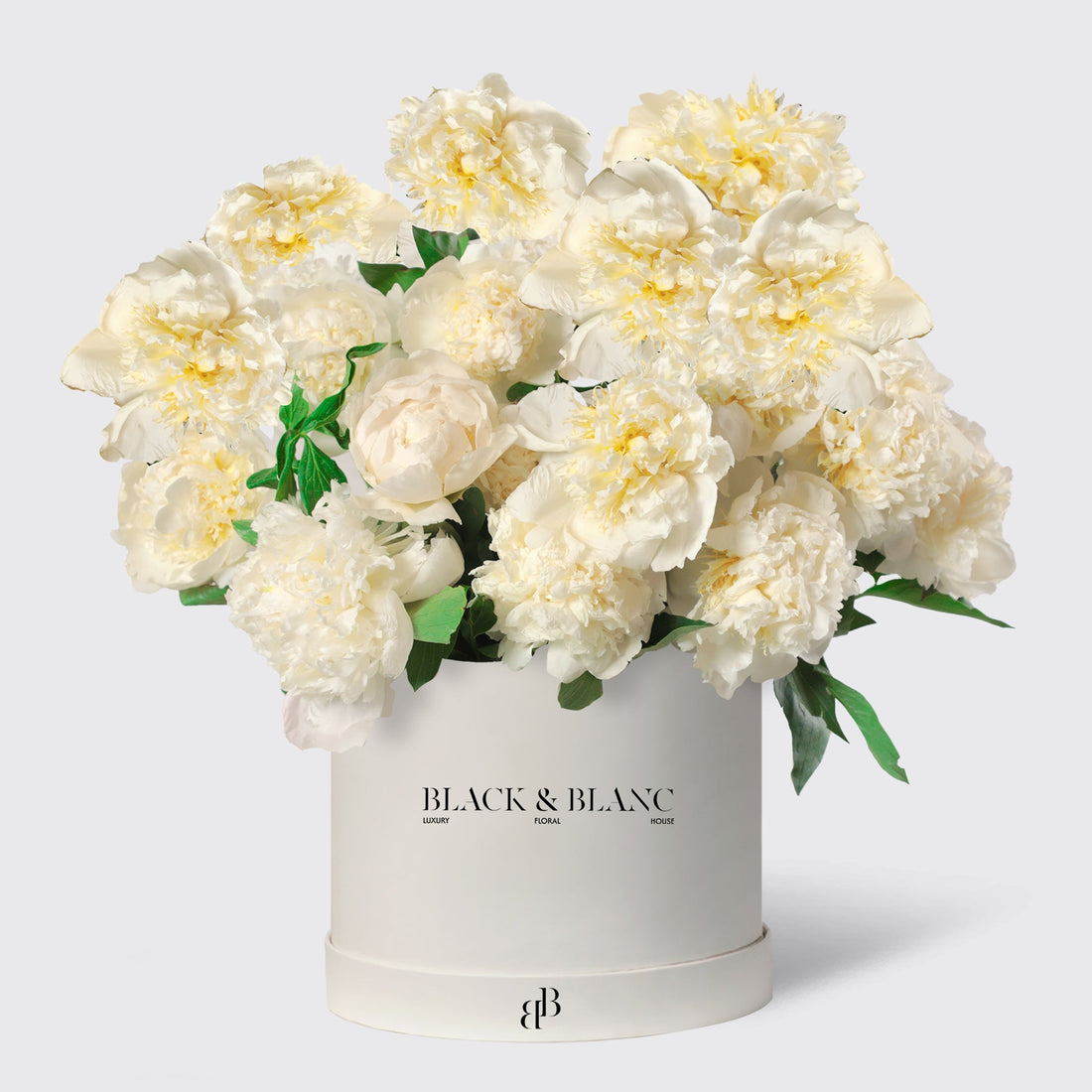 White peony in Box - BLACK AND BLANC