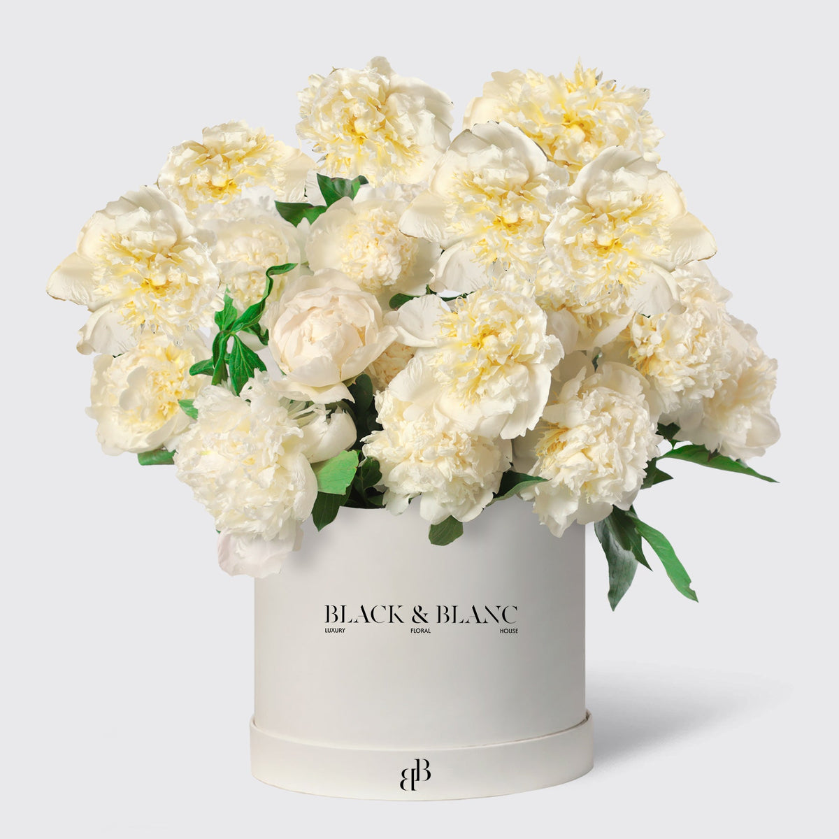 White peony in Box - BLACK AND BLANC