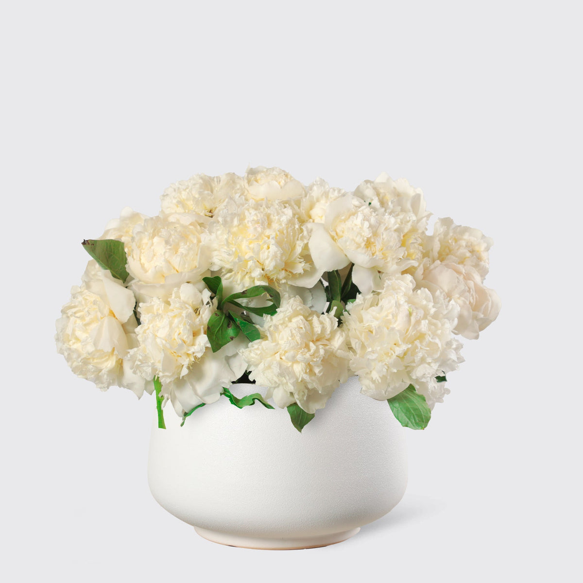 White Peony in Vase - BLACK AND BLANC