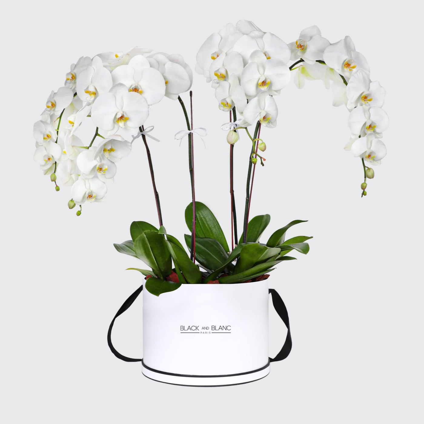 White Orchidées in Box - Fresh Flowers