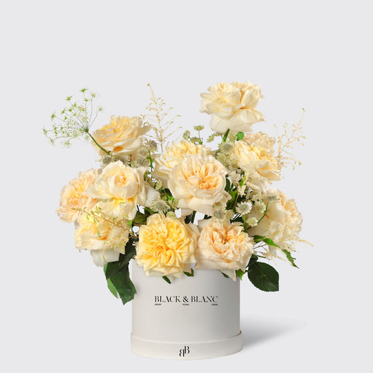 Wild Champagne Garden Rose in Box - BLACK AND BLANC